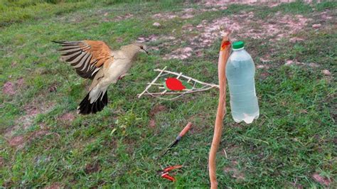 Comment Fabriquer De La Glue Pour Attraper Les Oiseaux